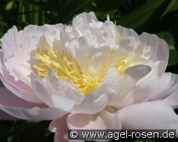 Golly kaufen, clicken für mehr Details Golly