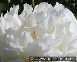 Grand Massive kaufen, clicken für mehr Details Grand Massive