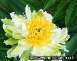 Green Halo kaufen, clicken für mehr Details Green Halo