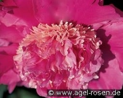 He's My Star kaufen, clicken für mehr Details He's My Star