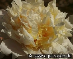 Honey Gold kaufen, clicken für mehr Details Honey Gold