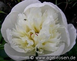 Immaculée kaufen, clicken für mehr Details Immaculée