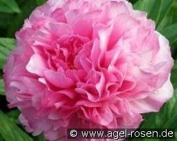 Joker kaufen, clicken für mehr Details Joker