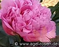 Juliska kaufen, clicken für mehr Details Juliska