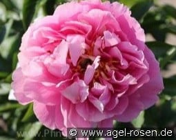 Kathy´s Touch kaufen, clicken für mehr Details Kathy´s Touch