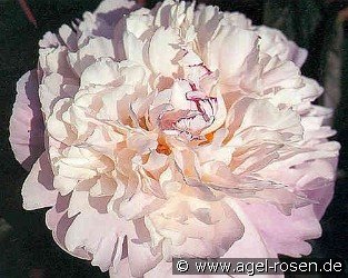 Lady Alexandra Duff