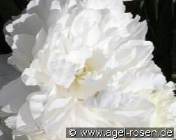 Le Cygne kaufen, clicken für mehr Details Le Cygne