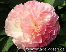 Lois Choice kaufen, clicken für mehr Details Lois Choice