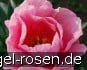 Lovely Rose kaufen