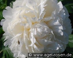 Marie Lemoine kaufen, clicken für mehr Details Marie Lemoine