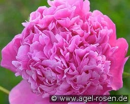 Mon. Jules Elie kaufen, clicken für mehr Details Mon. Jules Elie