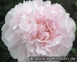 My Love kaufen, clicken für mehr Details My Love