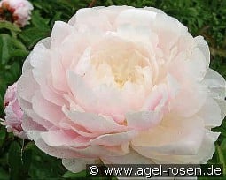 Nancy Nora kaufen, clicken für mehr Details Nancy Nora