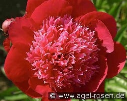 Nippon Parade kaufen, clicken für mehr Details Nippon Parade