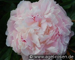 Norma Volz kaufen, clicken für mehr Details Norma Volz