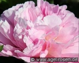 Northwind Maiden kaufen, clicken für mehr Details Northwind Maiden