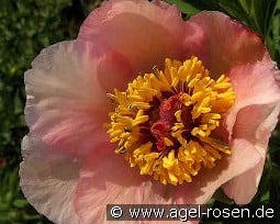 Nosegay kaufen, clicken für mehr Details Nosegay