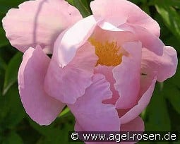 Nymphe kaufen, clicken für mehr Details Nymphe