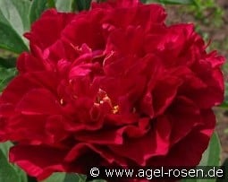 Old Faithful kaufen, clicken für mehr Details Old Faithful