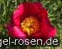 Paeonia anomala Laa kaufen