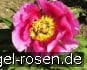 Paeonia off. Mollis kaufen