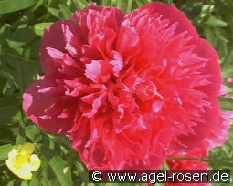 Paeonia off. Rosea Plena