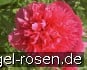 Paeonia off. Rosea Plena kaufen