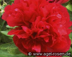 Paeonia off. Rubra Plena