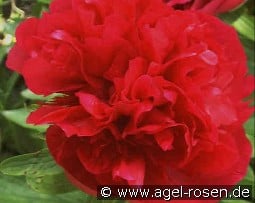 Paeonia off. Rubra Plena kaufen, clicken für mehr Details Paeonia off. Rubra Plena