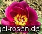 Paeonia off, ssp. humilis kaufen