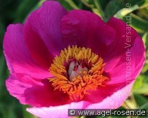 Paeonia officinalis