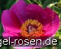 Paeonia officinalis kaufen