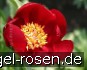 Paeonia peregrina kaufen