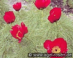 Paeonia tenuifolia Rubra Plena kaufen, clicken für mehr Details Paeonia tenuifolia Rubra Plena
