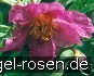 Paeonia veitchii kaufen