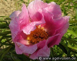 Paeonia x klausii