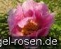 Paeonia x klausii kaufen