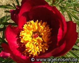 Paeonia x smouthii