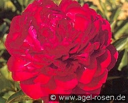 Paul M. Wild kaufen, clicken für mehr Details Paul M. Wild