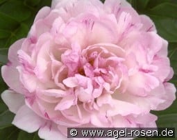 Petite Elegance kaufen, clicken für mehr Details Petite Elegance