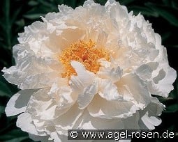 Petite Porcelain kaufen, clicken für mehr Details Petite Porcelain