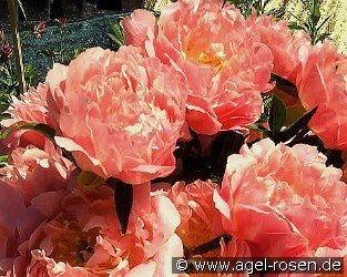 Pink Hawaiian Coral