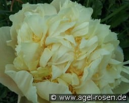 Quitzin kaufen, clicken für mehr Details Quitzin