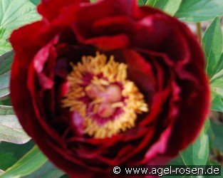 Red Glory