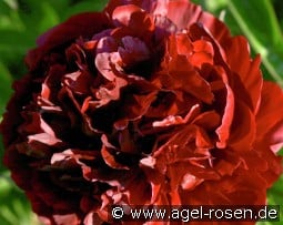 Red Grace kaufen, clicken für mehr Details Red Grace