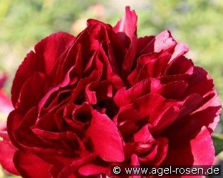 Red Satin
