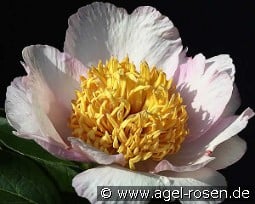 Requiem kaufen, clicken für mehr Details Requiem