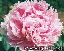 Sarah Bernhardt kaufen, clicken für mehr Details Sarah Bernhardt