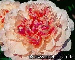 Serene Pastel kaufen, clicken für mehr Details Serene Pastel