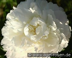 Shirley Temple kaufen, clicken für mehr Details Shirley Temple